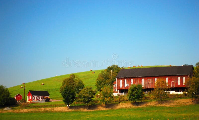 Cattle Farm