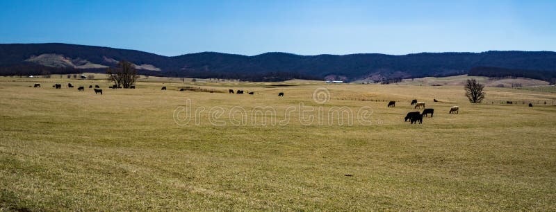 Cattle Farm â€“ Burkes Garden, Virginia, USA