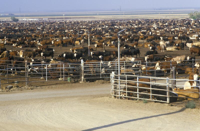 Cattle feed lots editorial photo. Image of farm, food 52317686