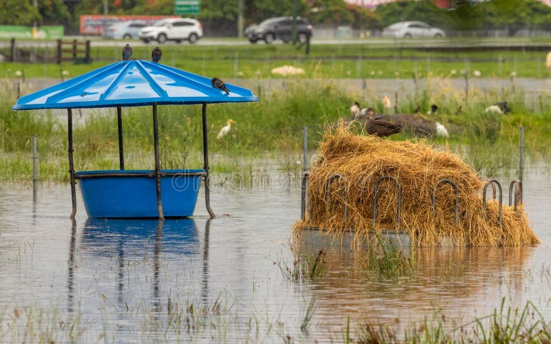 A Cattle Feeder and a Hay Stack in a Flooded Paddock after a Heavy