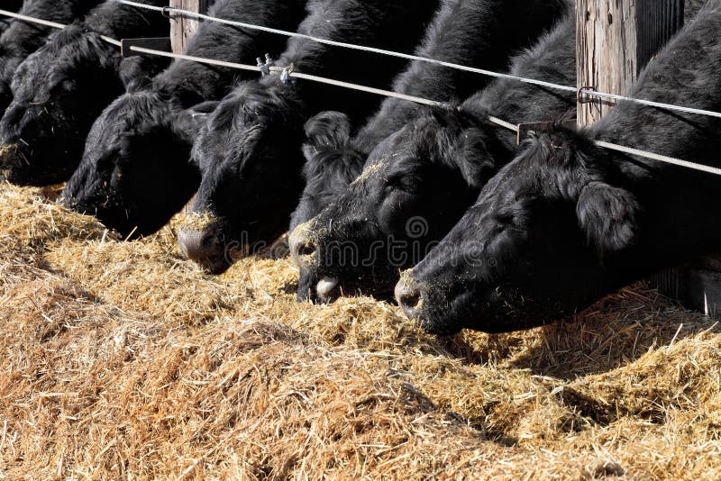 Cows Eating Alfalfa Stock Photos Free & RoyaltyFree Stock Photos