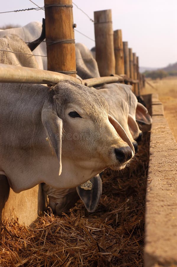 Hay Crib At Cattle Feeding Operation Stock Photo - Image ...