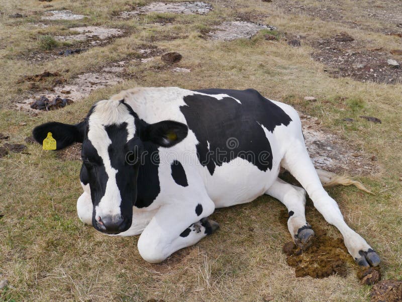 Ruminating white and black cow in a Swedish field. Ruminating white and black cow in a Swedish field