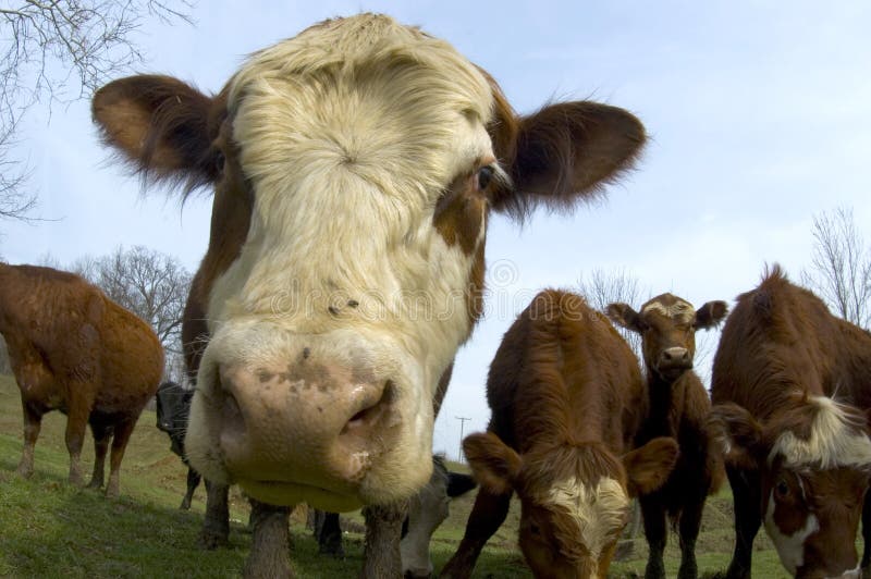 Cattle in a field (wide angle) 01