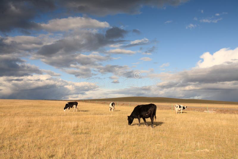 Cattle in the grassland. stock image. Image of altiplano 11672757
