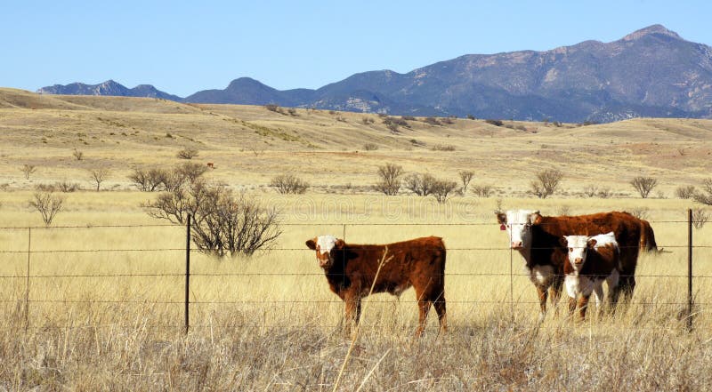 Cattle graze in the prairie stock image