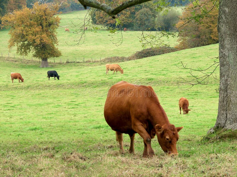 Cattle Grazing stock photos
