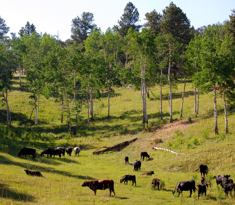 Cattle Grazing stock photo