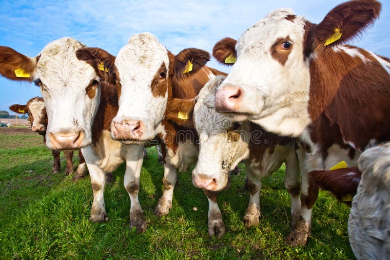 Cattle on green meadow are feeded