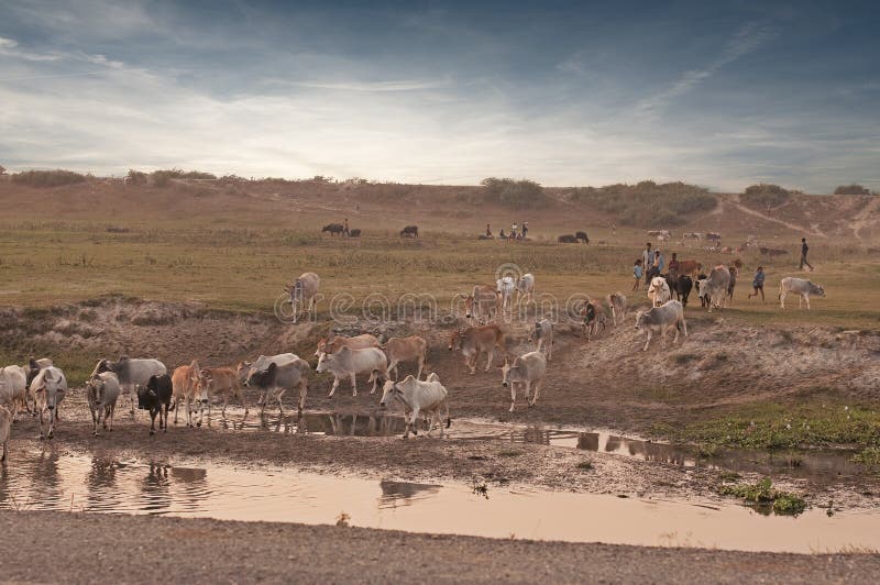 Cattle herd