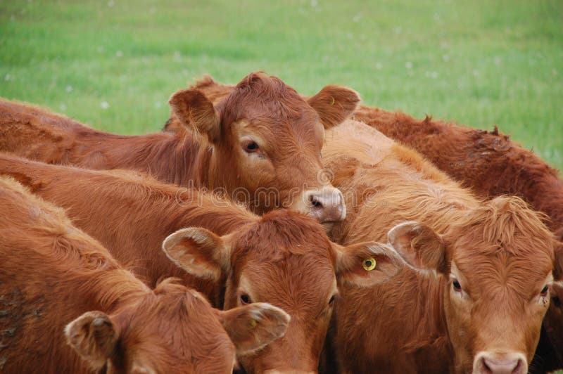 Un gruppo di limousine bovini da carne in una fattoria dell'Ontario, in Canada.