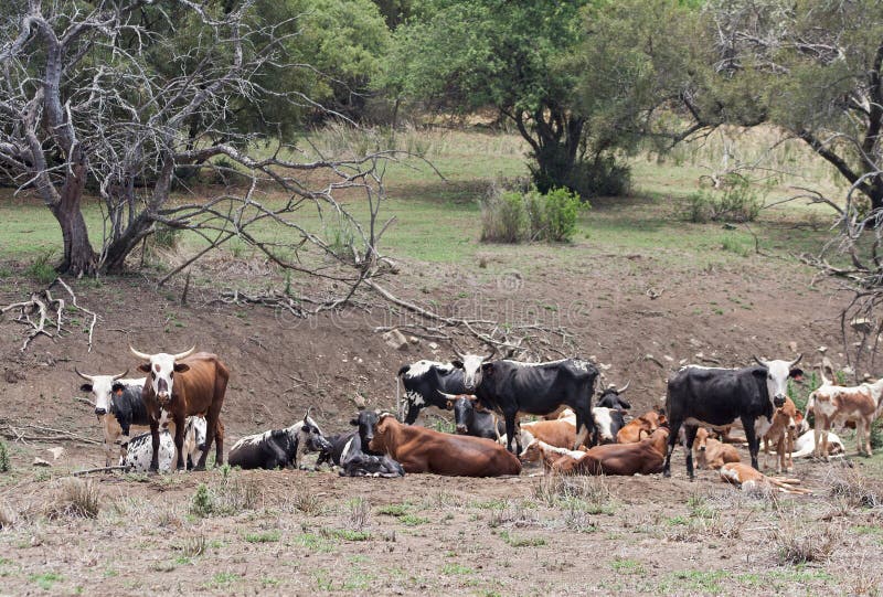 Cattle Herd on a Farm Near Rustenburg, South Africa Stock Photo Image