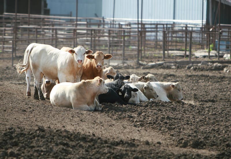 Cattle Lot