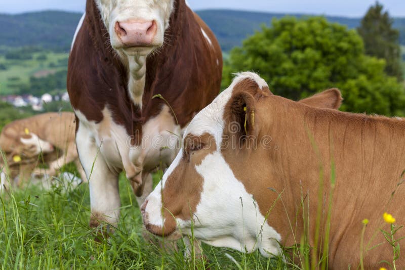 Cattle are lying on a green meadow