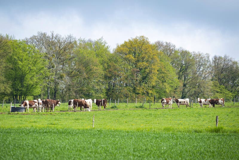 Cattle in a meadow by a sunny spring day in the french countryside.