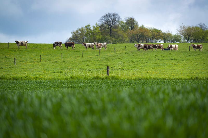 Cattle in a meadow by a sunny spring day in the french countryside. Cattle in a meadow by a sunny spring day in the french countryside.