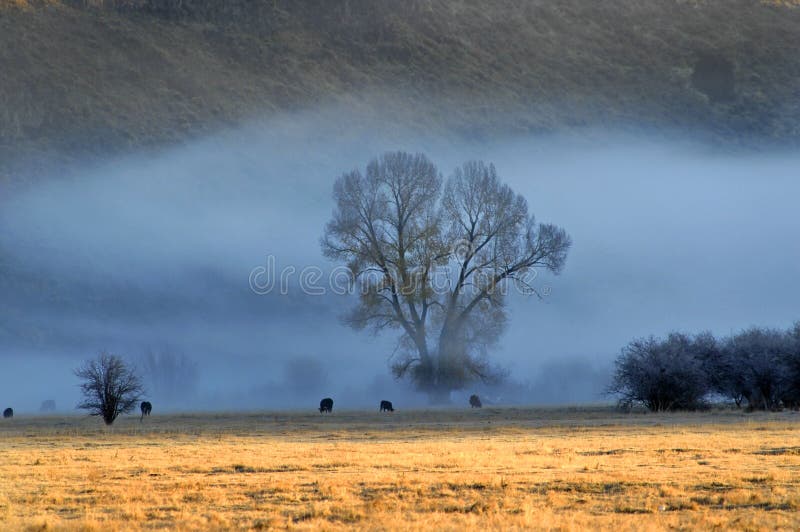 Cattle in Morning Fog