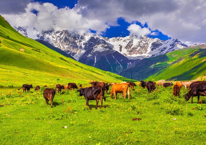 Cattle on a mountain pasture. Summer sunny day. Mountain milk stock images, royalty-free photos and pictures