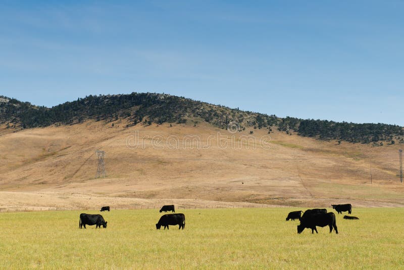 Cattle at pasture royalty free stock photos