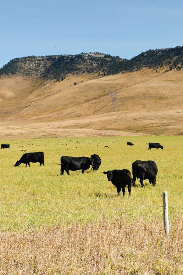 Cattle at pasture stock photos
