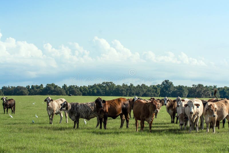 A background image of crossbred Brahman-influenced cows in a pasture with blue sky. Brahman stock images, royalty-free photos and pictures