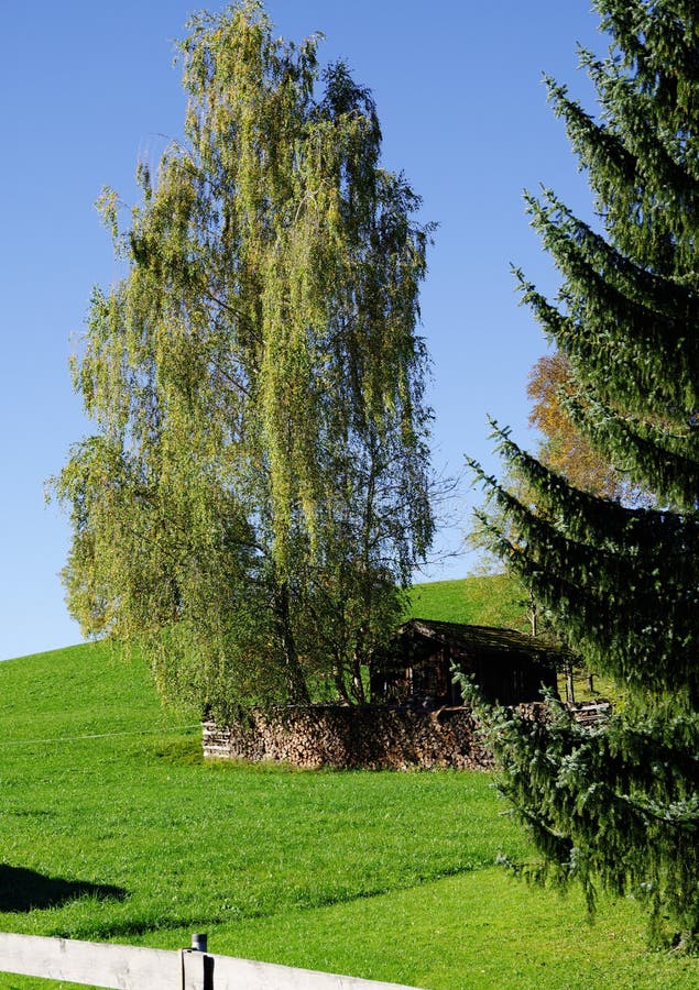 Cattle Pasture in Lush Green with a Weeping Willow and a Stack of