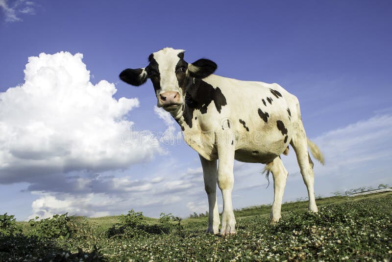 Cattle in pasture