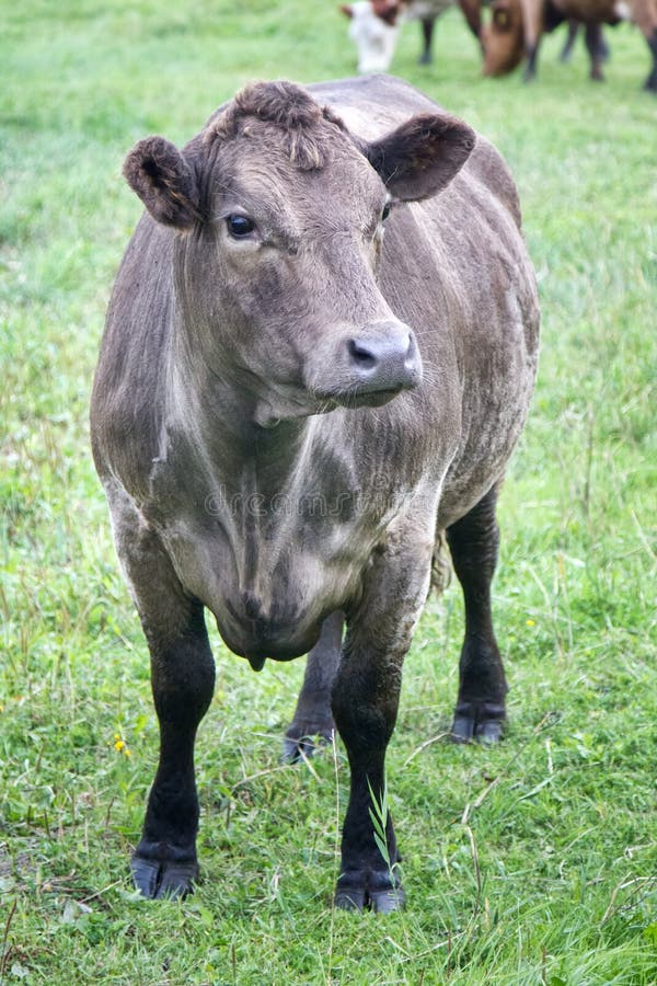 Cattle in a pasture on the river Bank