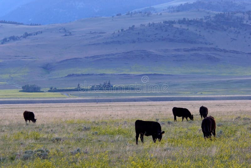 Cattle ranch stock photo