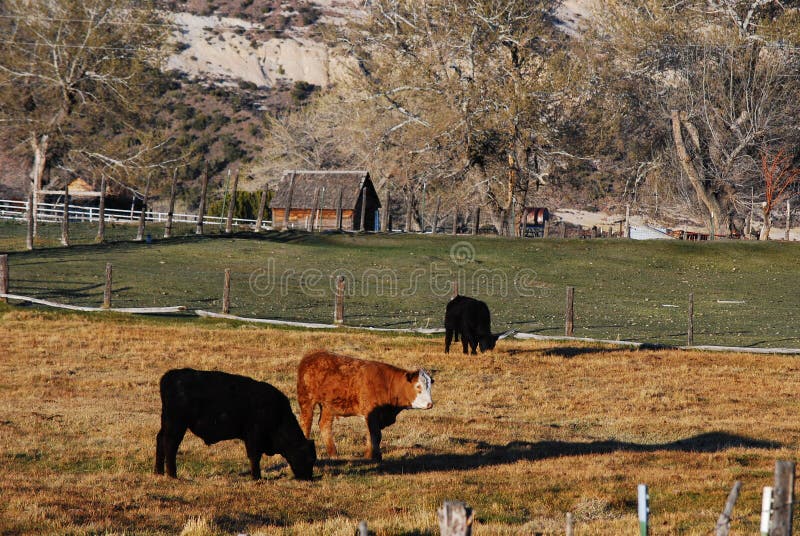 Cattle on a Ranch royalty free stock photography