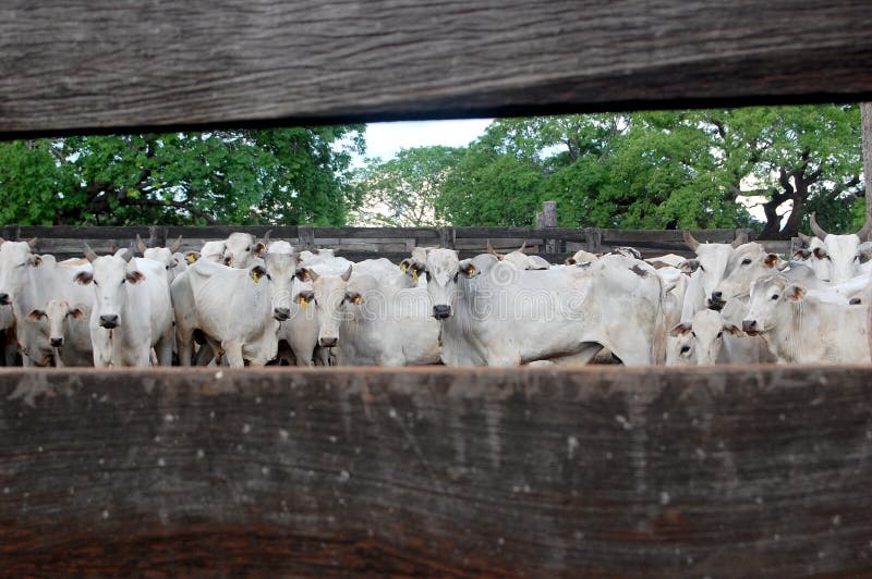 Cattle ranching / Brazil stock photo. Image of ranching 11317454