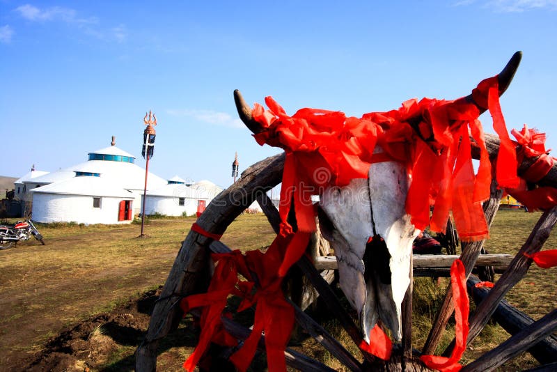 Cattle Skeleton