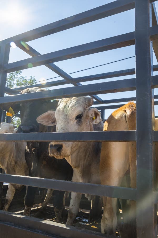 Cattle transport stock image. Image of live, freight 234854579