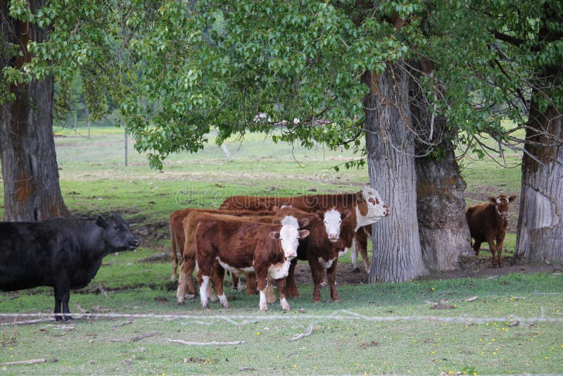 Cattle in the trees