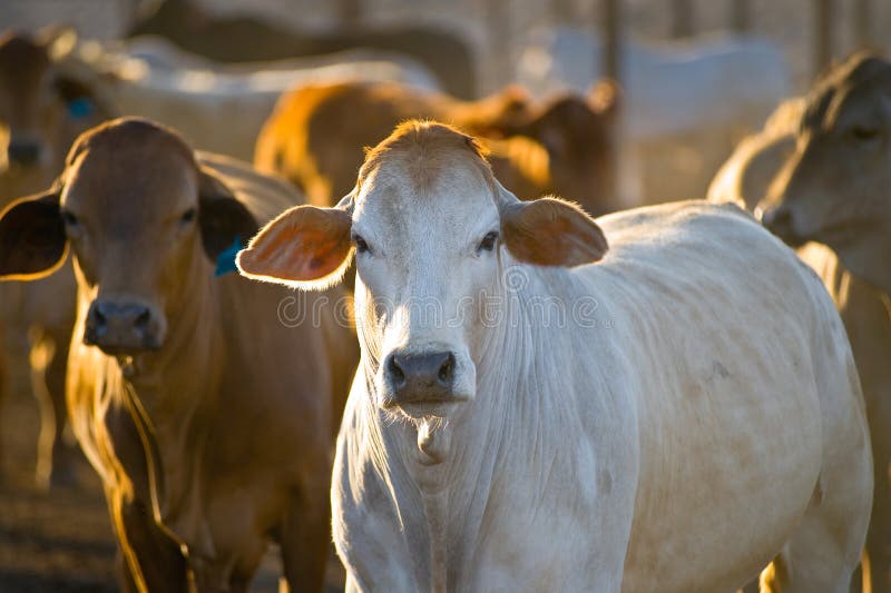 Beef cattle in the yards of a feedlot. Brahman stock images, royalty-free photos and pictures