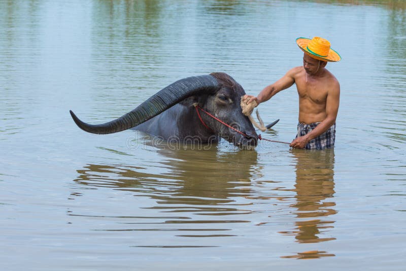 Cattleman utan skjortabadningbuffeln royaltyfri fotografi Cattleman utan skjortabadningbuffeln royaltyfri fotografi