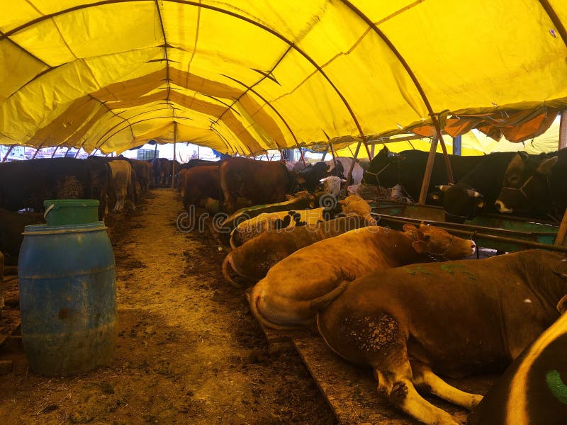 Cattles at Livestock Market Stock Photo Image of europe, lifestyles