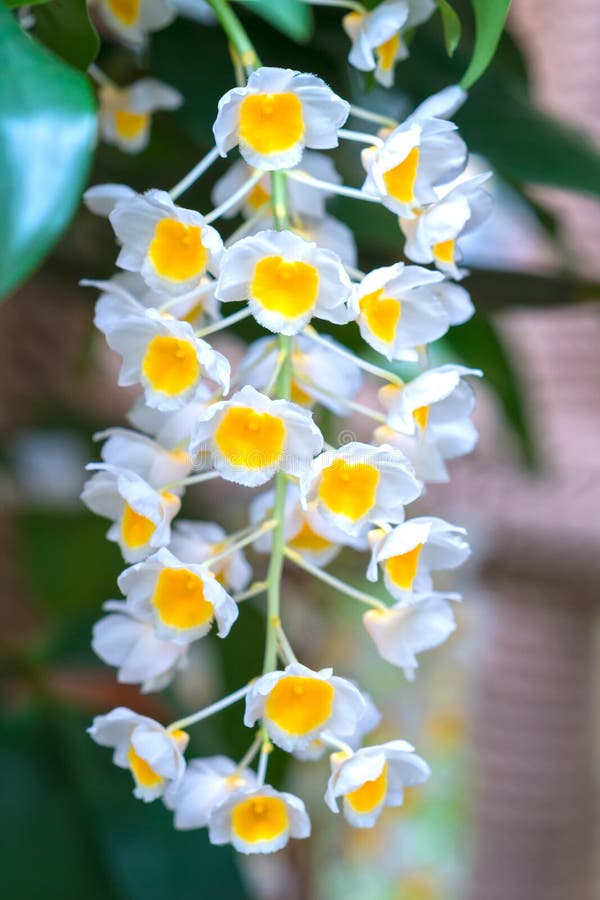 Cattleya flowers bloom in spring adorn the beauty of nature