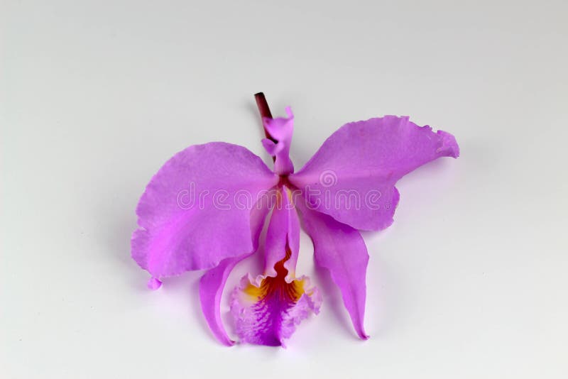 Cattleya Mossiae, Venezuelan Orchid, White Background Stock Image - Image  of venezuelan, pink: 147696115