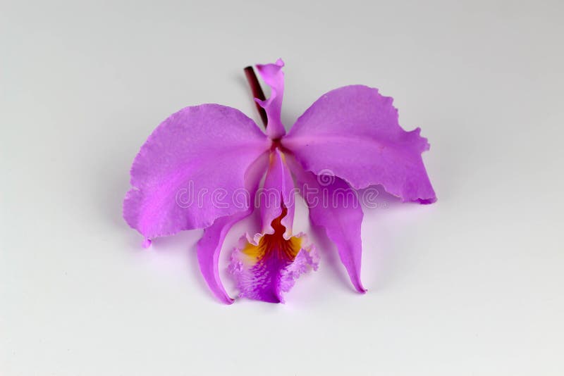 Cattleya Mossiae, Venezuelan Orchid, White Background Stock Image - Image  of design, summer: 147696355