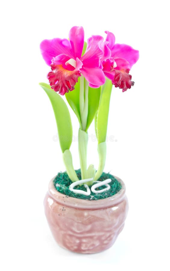 Cattleya Orchid Flowers in Flower Pot. Stock Image Image of