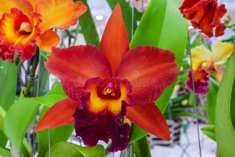 Cattleya Orchids Flower in Red Color Stock Image Image of orchid