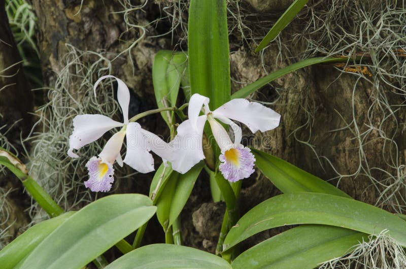 Cattleya Schroederae, Uma Orquídea Branca, Roxa E Amarela Tropical Foto de  Stock - Imagem de fundo, fresco: 163126894