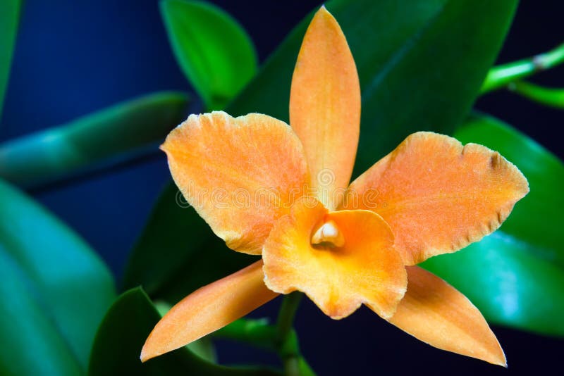 Cattleya SP orchidee hybride, mooie oranje bloem, groene bladeren op donkerblauwe achtergrond, aard macrofoto royalty-vrije stock afbeeldingen Cattleya SP orchidee hybride, mooie oranje bloem, groene bladeren op donkerblauwe achtergrond, aard macrofoto royalty-vrije stock afbeeldingen