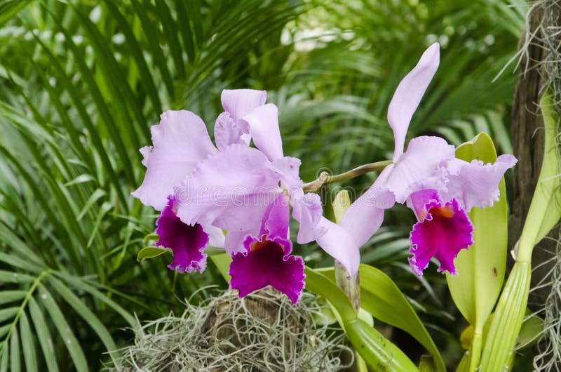 Cattleya Trianae Orchid, a Beautiful Tropical Flower Stock Image - Image of  epiphytic, botany: 163126493