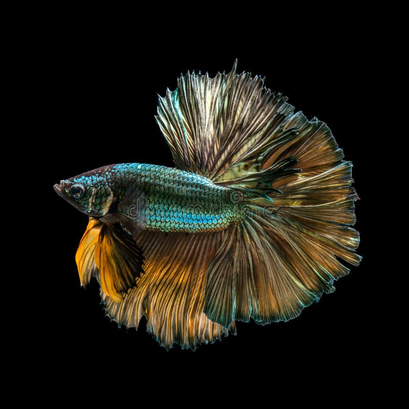 Capture the moving moment of golden copper siamese fighting fish isolated on black background. Betta fish. Capture the moving moment of golden copper siamese fighting fish isolated on black background. Betta fish