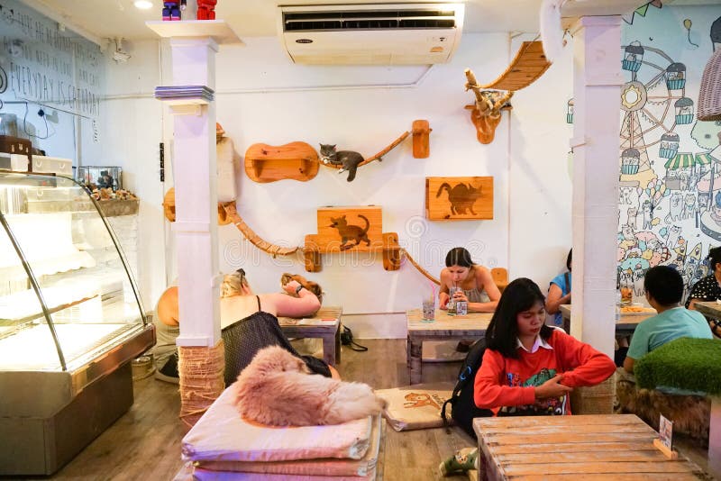 Caturday Cat Cafe in Bangkok