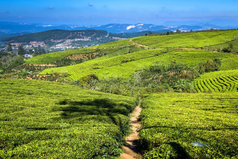 Cau Dat Green Tea Hills Farm in De Zonneschijn Stock Afbeelding Image of nave, naughty 130196131