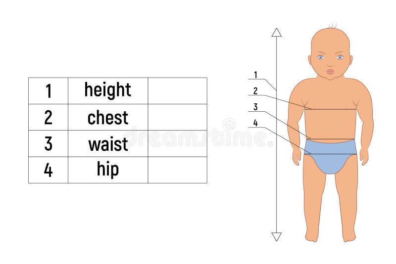 Body Measurements Stock Illustrations – 714 Body Measurements Stock  Illustrations, Vectors & Clipart - Dreamstime