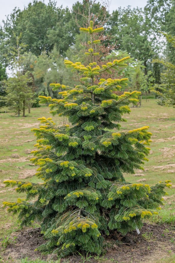 203 Abies Nordmanniana Stock Photos - Free & Royalty-Free 203 Abies Nordmanniana Stock Photos - Free & Royalty-Free
